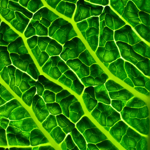 Close-up of a green leaf with detailed vein structure