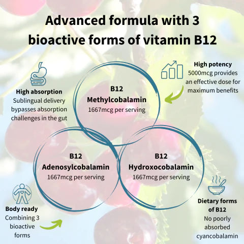 Infographic detailing advanced vitamin B12 formula with three bioactive forms on a light background.