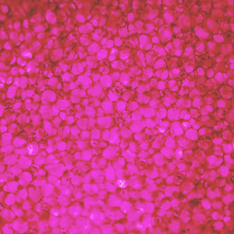Close-up of pink glitter on a red background