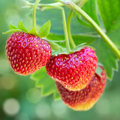 Red strawberries on a green plant with a blurred green background