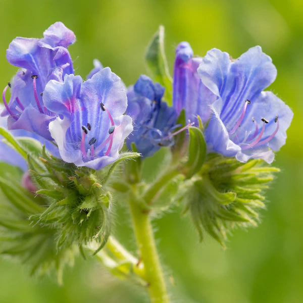 Close-up of purple flowers with green leaves on a blurred green background