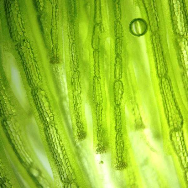 Close-up of green plant cells under a microscope