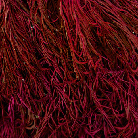 Close-up of red seaweed with a dark background