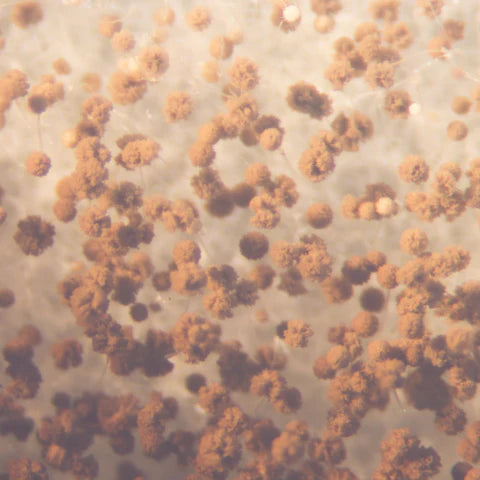 Close-up of a textured surface with brown and beige coloration