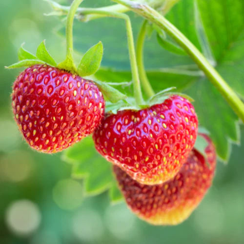 Close-up of three red strawberries on a green plant with a blurred green background