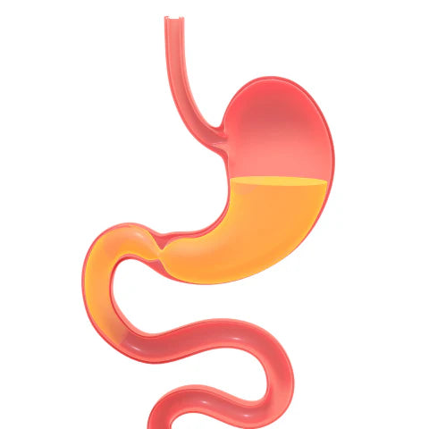 Model of a human stomach on a white background