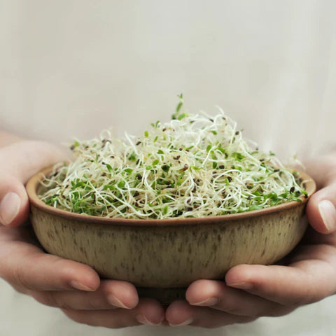 Hands holding a bowl of fresh green sprouts against a neutral background