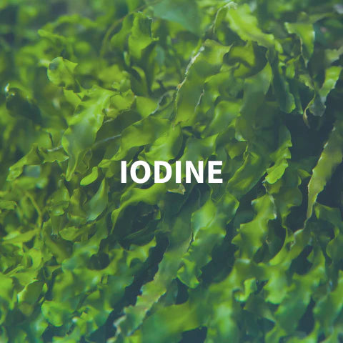 Close-up of green seaweed with the word 'IODINE' overlaid.