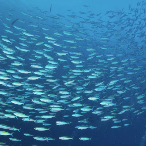 School of fish swimming in the blue ocean