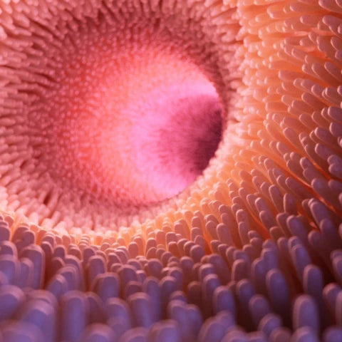Close-up of a textured pink and orange surface with concentric patterns