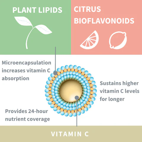 Diagram of vitamin C with plant lipids and citrus bioflavonoids, showing their benefits.