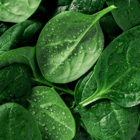 Close-up of fresh green spinach leaves with water droplets.