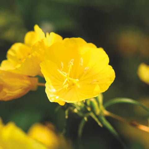Close-up of a bright yellow flower with a blurred green background