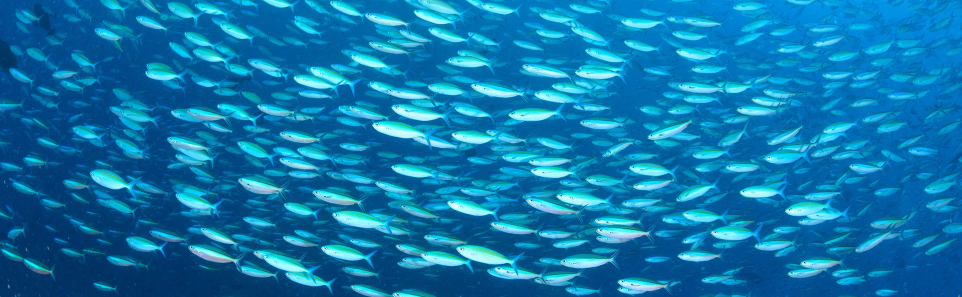 rTG Fish oil